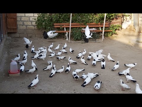 Видео: #Bakigoyercinleri2020 Elsadin Şeykalari (boynugulluler) 17.06.2020  #бакинскиеголуби #бакинскиешейки