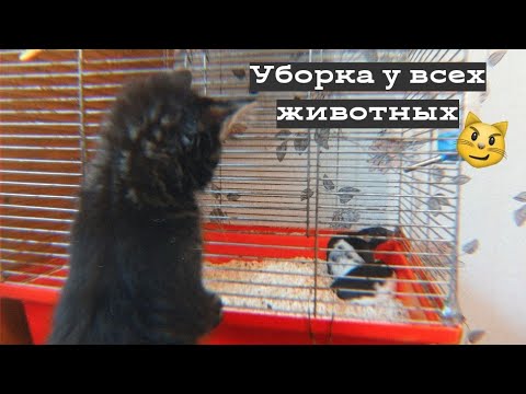 Видео: УБОРКА У ВСЕХ ЖИВОТНЫХ