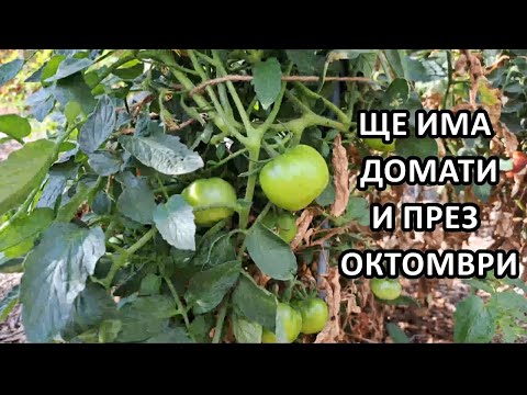 Видео: Кои сортове домати сяти януари/февруари все още раждат/Градина без копане/Tony's permaculture garden