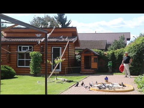 Видео: Бойные голуби Васильевича.Подольск Московская область.