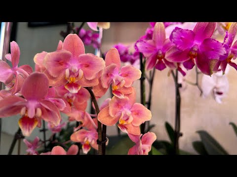 Видео: Аминостим для Орхидей ( результаты 2 -х недель )