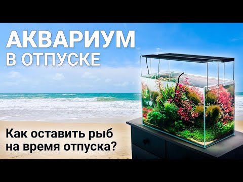 Видео: Аквариум в отпуске. Как оставить аквариум и рыб на время отпуска?