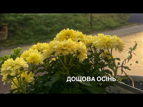 Видео: Дощова погода || Ліниві хачапурі