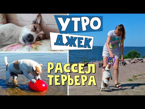 Видео: Самое обычное утро ДЖЕК РАССЕЛ ТЕРЬЕРА/Morning Jack Russell Terrier