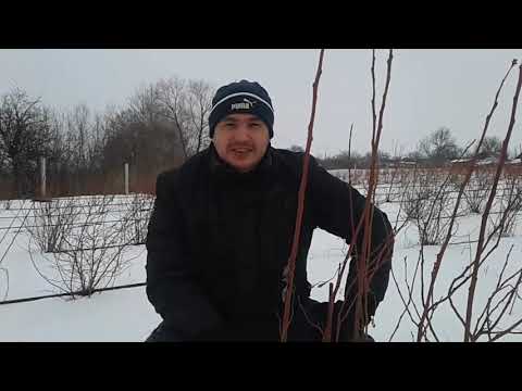 Видео: Блюкроп-обрезка кустов голубики