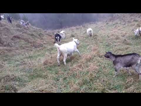 Видео: Як я зберігаю часник і моркву .