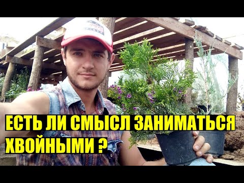 Видео: Самое СЛОЖНОЕ растение в моем бизнесе - ТУЯ