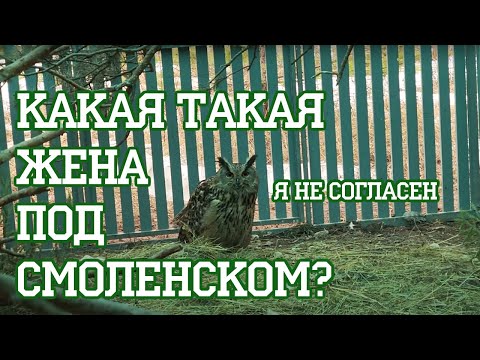 Видео: Поедут ли совы жить к Нике Yoll?