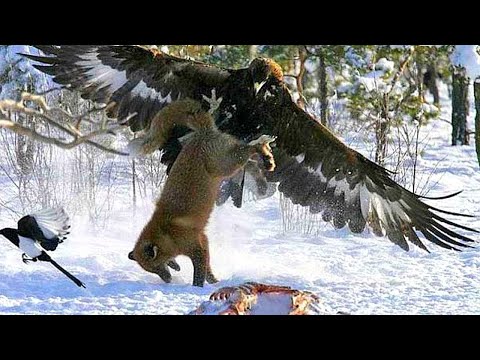 Видео: ОРЛЫ НА ОХОТЕ! Как охотятся самые крупные хищные птицы