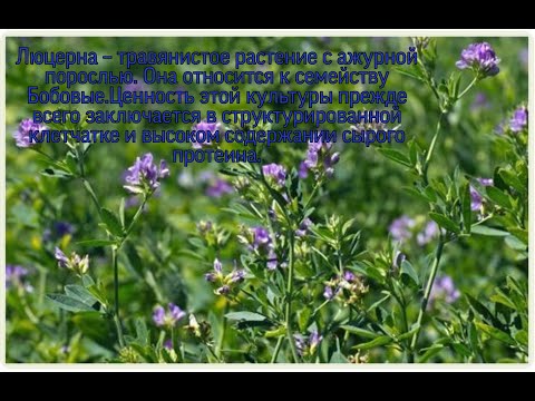 Видео: Сенокос  Заготовка люцерны на зиму  HD 720p