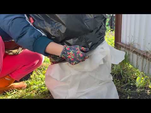 Видео: ГОТОВЛЮ КРУПНОЛИСТНУЮ ГОРТЕНЗИЮ К ЗИМОВКЕ.