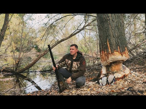 Видео: Охота на утку нашел бобровое озеро,разговоры о волках.duck hunting