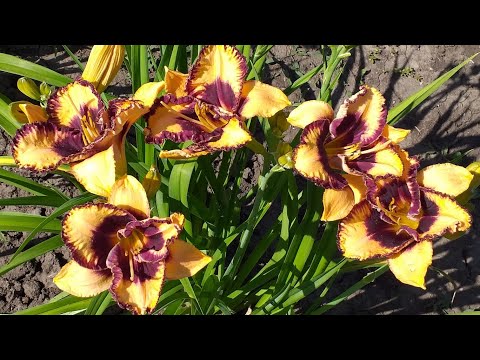 Видео: Лилейники и лилии в саду