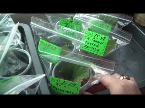 Видео: Мои любимые цветочки Сентябрь 2018 Распаковка посылки с Глоксиниями