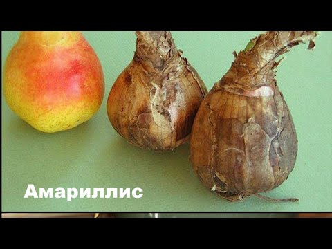 Видео: Різниця між амарилісом і гіпеаструмом. Ви ніколи тепер не переплутаєте цих красунчиків!