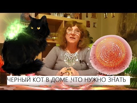 Видео: ЧЕРНЫЙ КОТ В ДОМЕ ЧТО НУЖНО ЗНАТЬ