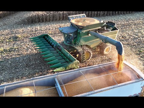 Видео: Мы очищаем нашу кукурузу