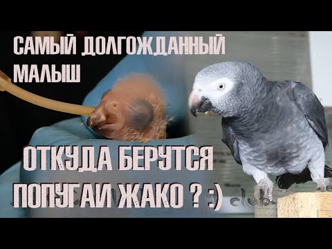 Видео: Как рождаются попугаи жако? История нашей новой заботы.