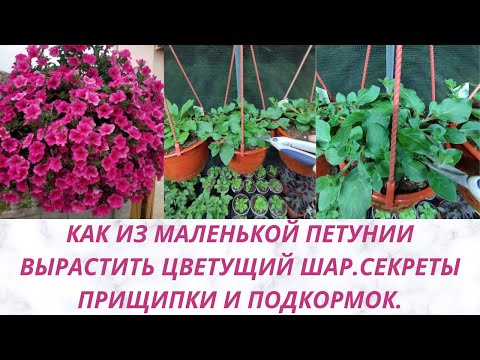 Видео: Прищипка Петунии с секретом.Как из тоненькой петунии вырастить цветущий шар. Перевалка Петунии.Обзор