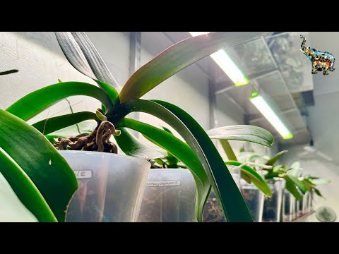 Видео: Установка ламп для орхидей , «за кадром» орхидейного цветения😂🙌🏼🌸 #phal #светдляорхидей #orchid