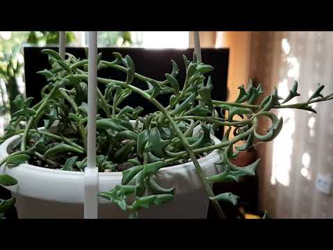 Видео: Крестовник.Сенецио.Дельфинчики.13.07.2022.