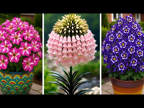Видео: 15 самых редких и красивых цветов — последнее творение Бога в Бразилии