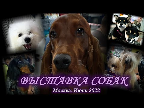 Видео: Москва. Июнь 2022. ТРЦ Чайна Таун. Выставка собак  разных пород.