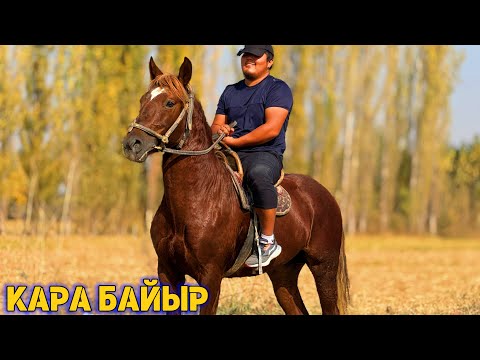 Видео: АК ЖАЛ АТ САТУУГА ЧЫКТЫ 🤯 #байтв 