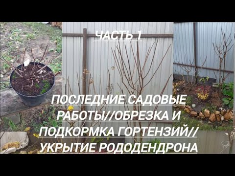 Видео: 243#Последние осенние садовые работы//Обрезка гортензий//Укрытие рододендрона....//03.11.25🍂🍁🍂🌧️