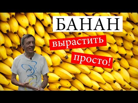 Видео: Как вырастить банан в домашних условиях