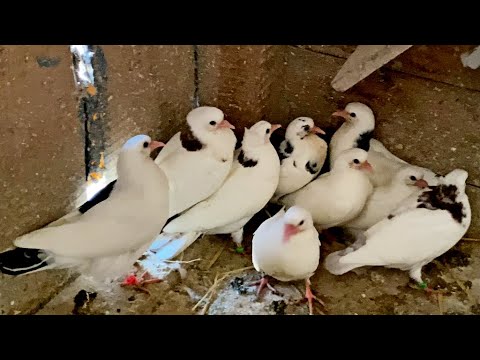 Видео: На Пол их Всех! Нечего Сидеть по Гнездам! Бакинские голуби 2025