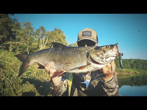 Видео: Жерех на волкер! Жара!