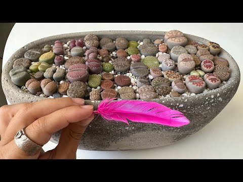 Видео: Литопсы/ Lithops. Вопросы 🔜 Ответы ⁉️ 18.07.2023.