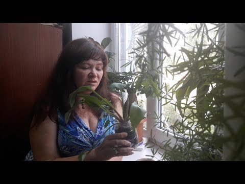 Видео: ДРИМИОПСИС - новое приобретение в моей коллекции. Мой опыт по уходу.