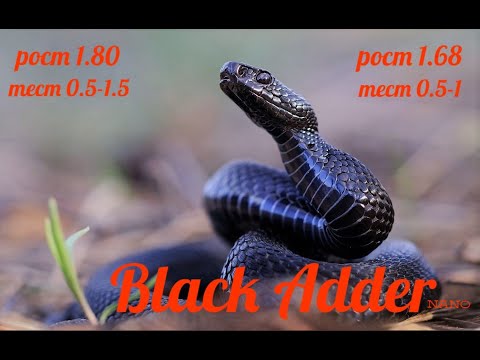 Видео: Мормышинг. BLACK ADDER NANO
