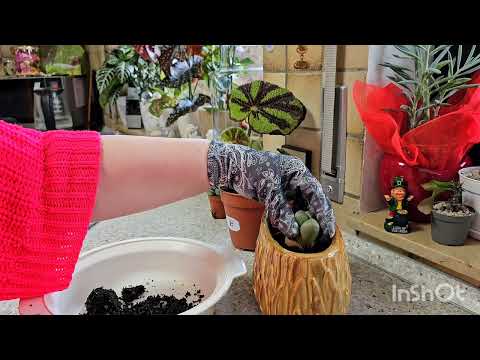 Видео: КОМНАТНЫЕ РАСТЕНИЯ ПЕРЕСАДКА.ПОКУПКИ#обзор #nature #влог #цветы #покупки #растения #