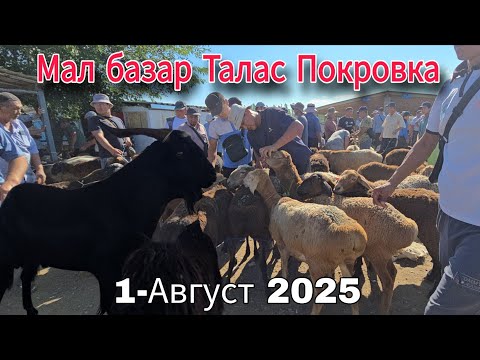 Видео: Мал базар Талас Покровка 1-Август 2025