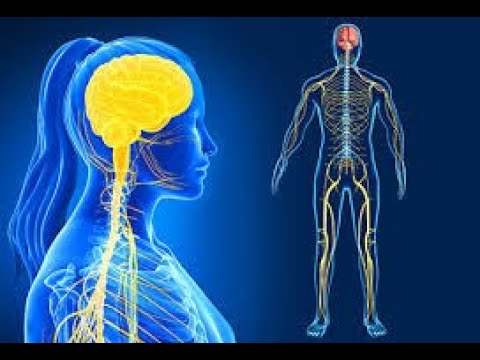 Видео: Нервна система 1ва част - Д-р. Илиев