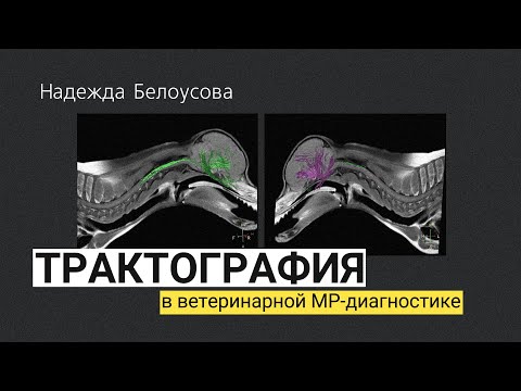 Видео: Трактография в ветеринарной МР-диагностике