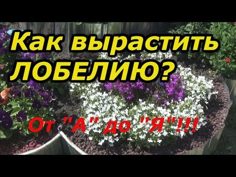 Видео: ВСЁ О ЛОБЕЛИИ-ОТ ПРАВИЛЬНОГО ПОСЕВА ДО ЦВЕТЕНИЯ!!!