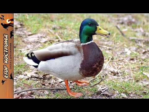 Видео: Охота на утку. Цель - селезень. Реальность - буря.