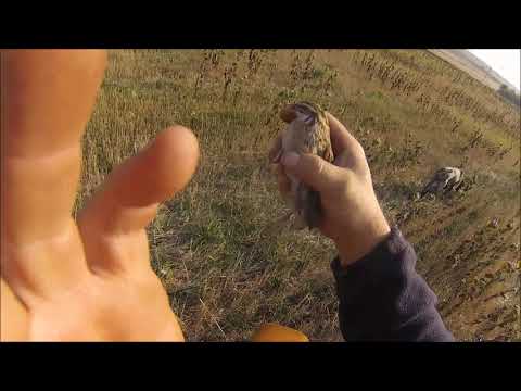 Видео: Охота на перепела! Полная версия!