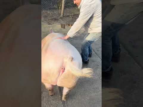 Видео: Булочка не піде хоче лягти #villagelife #diy #pig #farm #animals #farming #village #animal
