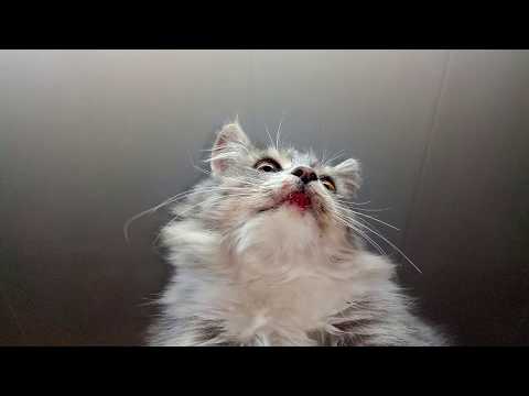 Видео: Бездомные котята. Тося и Даша.