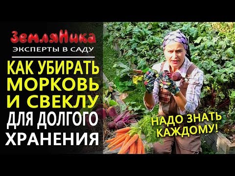 Видео: Как убирать морковь и свеклу. Как сохранить свеклу и морковь на зиму.