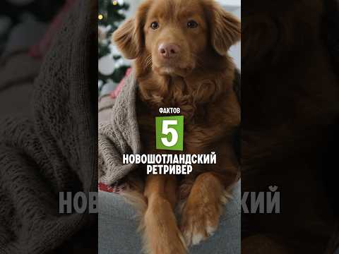 Видео: 5 фактов о породе – Новошотландский ретривер #shorts #толлер #собаки