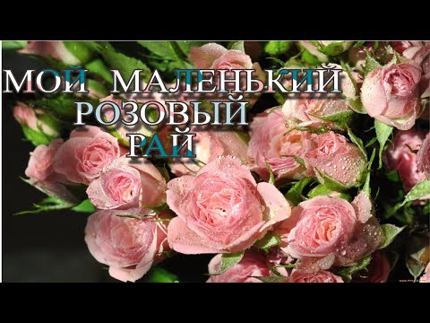 Видео: Мой маленький розовый рай🌹Обзор 61 розы в этой части!🌹✓Часть 1✓