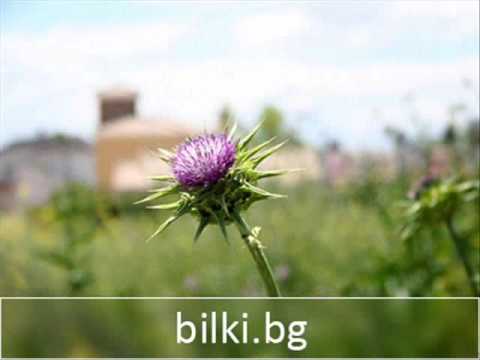 Видео: Ветрогон полски, биволски трън - Eryngium campestre L.