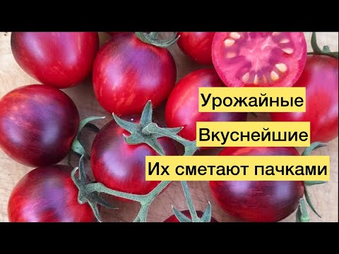 Видео: Эти ТОМАТЫ СМЕТАЮТ ПАЧКАМИ, любовь навсегда, посажу их в 2026 году. Урожай ведрами ежедневно