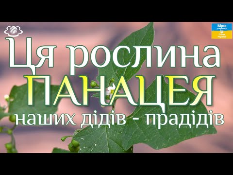 Видео: Ця рослина - ПАНАЦЕЯ наших дідів - прадідів